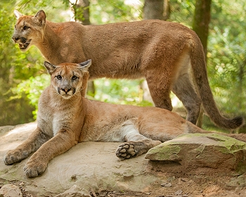 Nashville Zoo Cougars